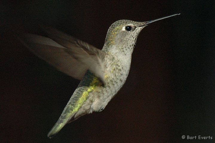 DSC_1289.JPG - Female Anna's Hummingbird